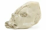 Fossil Baby Oreodont (Merycoidodon?) Partial Skeleton - Wyoming #367602-1
